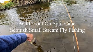 Wild Trout On Split Cane Scottish Small Stream Fly Fishing [upl. by Volin151]