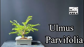 Ulmus branch selection The Bonsai Area [upl. by Mohandis174]