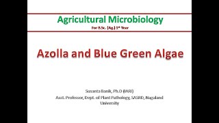 Azolla and BGA  Azolla and Anabaena azollae symbiosis  Symbiotic nitrogen fixation  Biofertilizer [upl. by Ahsinnod]