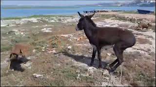 شاهد لقاء غير اعتيادي كلب مالينوا يواجه حمارًا منزليًا في تجربة مدهشة Dog VS Donkey🐕‍🦺chien vs ane [upl. by Edith]