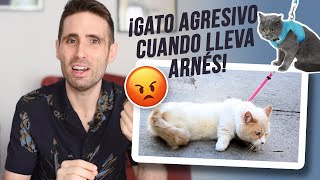 ¿Por qué mi gato se pone agresivo cuando le ponemos el arnés [upl. by Huttan]