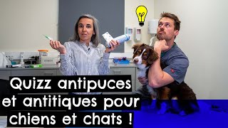 Quizz antipuces et antitiques pour chiens 🐶 et chats 🐱 [upl. by Hameerak]