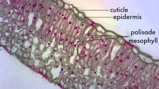 Leaf Structure Lab [upl. by Binette]