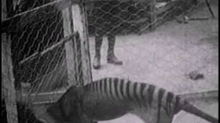 Historical thylacine Tasmanian Tiger film 1  Beaumaris Zoo Hobart 27 September 1911 [upl. by Kore853]