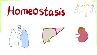 Nitrogen amp Phosphorus Cycles Always Recycle Part 2  Crash Course Ecology 9 [upl. by Haroved448]