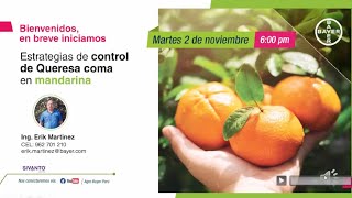 Estrategias de control de Queresa coma en mandarina  Agro Bayer Perú [upl. by Sarad]