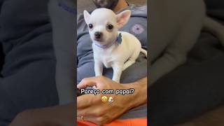 petsfofos chihuahua chihuahuababy [upl. by Cannice]