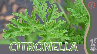 CITRONELLA How to Grow in 1 Minute History Growing Nutrition Companion Planting [upl. by Enaasiali]