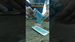 Use of fungicide in onion nursery iansddu ddugkpuniversitygkp agriculture [upl. by Biddick556]