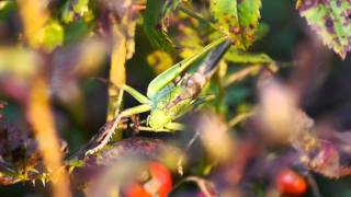 Great Green BushCricket Tettigonia viridissima ♂  Grünes Heupferd 2 [upl. by Tnahs400]