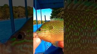 BRIGHTLY Colored Longear Sunfish Catch Using Live Worms 👏👏👏 Shorts Fishing [upl. by Ynnaj]