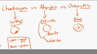 chondrocytes vs adipocytes vs osteocytes [upl. by Adamok]