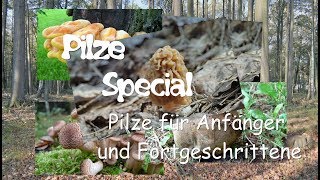 Pilze für Anfänger und Fortgeschrittene  Meine Tipps [upl. by Ahterahs648]