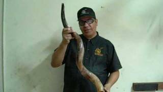 El Shofar Como hacer que luzca brillante a lo maximo y que suene espectacular [upl. by Ecnatsnoc744]