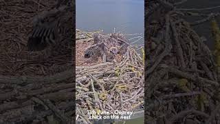 Osprey season in 60 seconds [upl. by Llered]