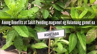 Ashitaba Benefits  HALAMAN gamot [upl. by Ria]