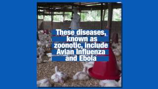 Vets in Africa help prevent spread of zoonotic diseases [upl. by Eirelam122]