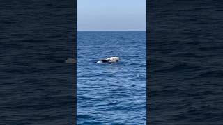 Frisky Risso’s Dolphin slapping around having a great time 🐬☀️🐬 Video by oceanluvr4ever [upl. by Nwavahs583]