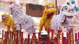 BARONGSAI DOUBLE TONGGAK KONG HA HONG at Emporium Pluit Mall Jakarta 8 feb 2024 [upl. by Ttoile]