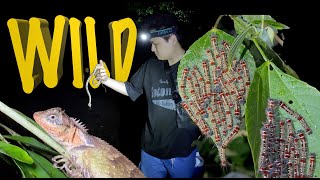 herping hiking South Guangxi China snakes phasmid insects frogs wild creature [upl. by Aikaz]