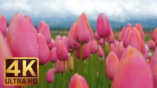 4K Flowers Video for Relaxation  Piano Music  3 HRS  Wooden Shoe Tulip Festival Episode 2 [upl. by Anoet]