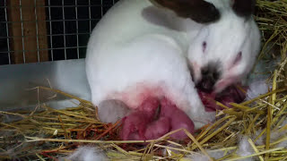 Rabbit Giving Birth to 18 Baby Bunnies [upl. by Nnyleuqaj]