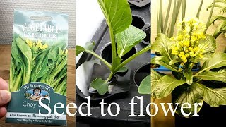 Hydroponic Choy Sum  Seed to harvest [upl. by Ettenig]