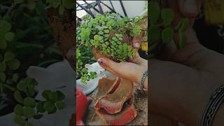 Shifting jade plant to new planter  viral short [upl. by Aihtiekal]