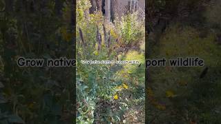 Front walkway going to seed pollinators nativeplants seeds [upl. by Lekim390]