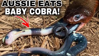 RARE Venomous Snake EATS Baby Cobras [upl. by Mckeon]