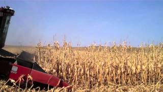 300 Bushel Corn [upl. by Lifton]