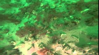 Benthic mapping Buzzards Bay CAF D GoPro MP4 [upl. by Tyne185]