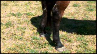 Hock Shield hock boots by Click Horse Products [upl. by Notserp551]