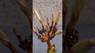 How to grow plumeria plant from cuttings short plumeria cuttings [upl. by Velasco]