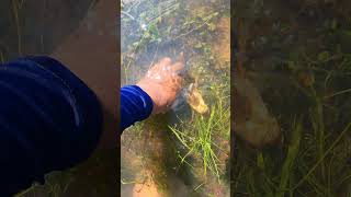 Catch a big one freshwater crab in the flood areas crab video nature fresh crab [upl. by Aipotu436]