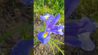 Dutch Iris  blue  Irish flower [upl. by Gio260]