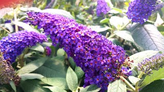 Buddleia Pugster Blue® Amazing Proven Winners® Butterfly Bush  Huge Dark Blue Blooms Dwarf Plant [upl. by Analeh]