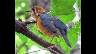 Orange Headed Thrush call [upl. by Jocelyn253]