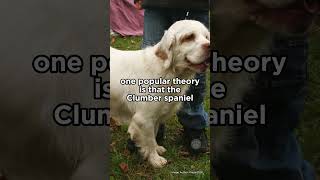 Clumber Spaniel belongs to the spaniel family spaniel dogs [upl. by Labana942]