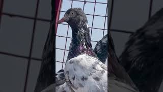 Saharanpuri pigeon subscribeyoutubechenalshortviralvideo [upl. by Birdie]