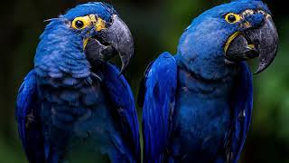 Hyacinth Macaw  Largest Flying Parrot in the World [upl. by Liddie]