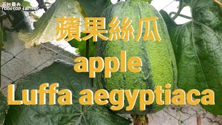 蘋果絲瓜 apple Luffa aegyptiaca [upl. by Meesan]