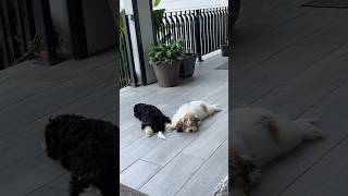 Puppy playtime Fun in the Sun 🐶🌞 puppy dog doglover cavachon cute happypuppy happy [upl. by Nirrok]