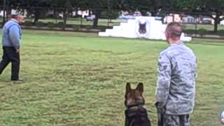 Air Force Handlers Show How Trained Dogs Pursue Enemy Combatants [upl. by Shreeves]