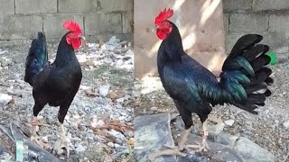 ALL ABOUT DARK HENNIE chicken rooster [upl. by Leahcimluap]