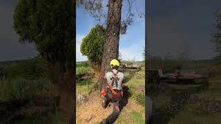 Using a custom PORTED STIHL 500i to Fell My LEAST FAVORITE TREE [upl. by Ahtenek700]