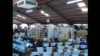 Amador County Fair Junior Livestock Auction 2024 [upl. by Duky182]