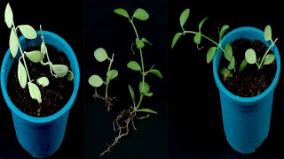 How to propagation Dischidia nummularia String of nickels plant from cutting [upl. by Horwath]