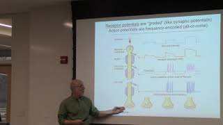 Feb 18 2020 Somatosensory System [upl. by Aicirtal712]