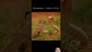 Who will WinMongoose vs Cobra  wildlife snake animals wildanimals nature mongoose shorts [upl. by Suoicserp474]